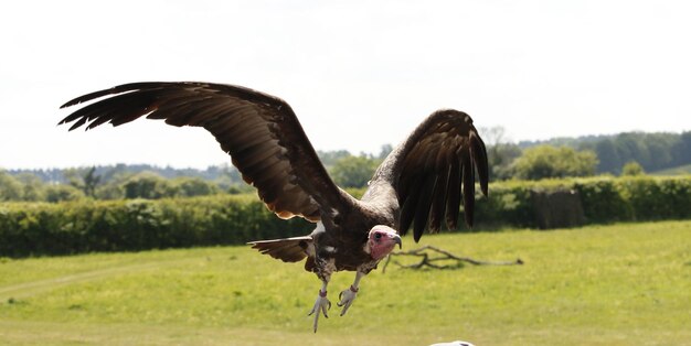 Foto close-up di un'aquila che vola sul campo contro un cielo limpido