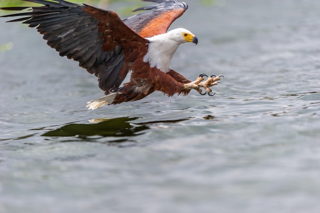 湖の上を飛ぶ鷹のクローズアップ