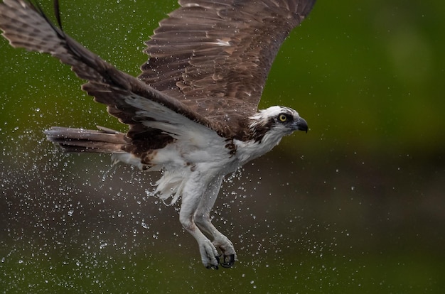 Photo close-up of eagle flying mid-air