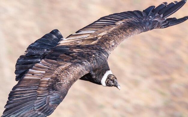 Photo close-up of eagle flying