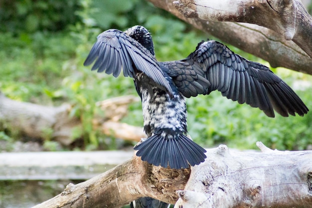 Close-up of eagle flying