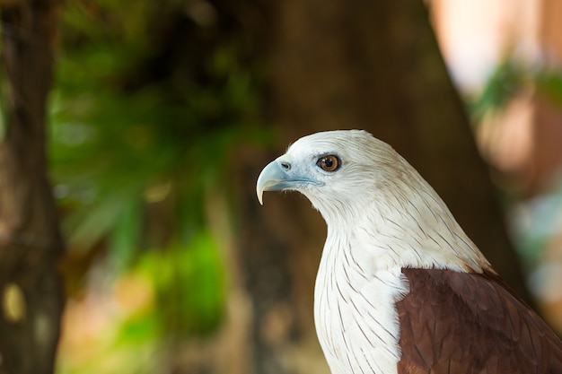 Close Up eagle head sitting on the branch, leaf blurred green nature background.