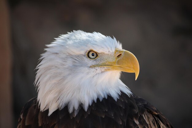 Photo close-up of an eagle looking away