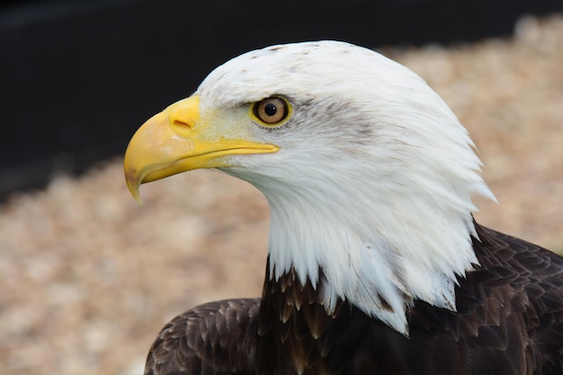 Photo close-up of eagle outdoors