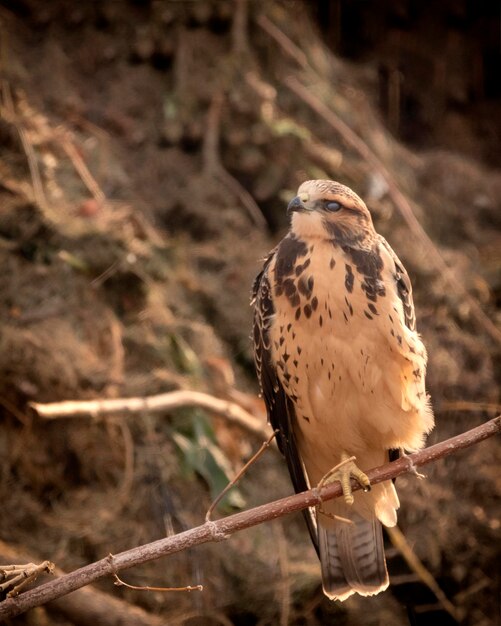 Photo close-up of eagle perching on branch