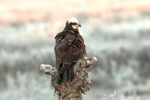 Photo close-up of eagle perching on branch