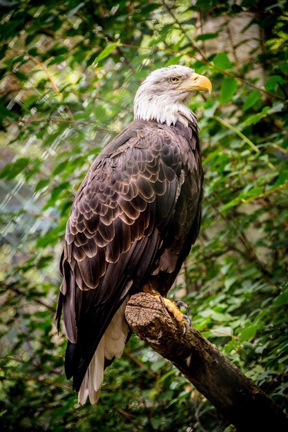 Photo close-up of eagle perching on branch