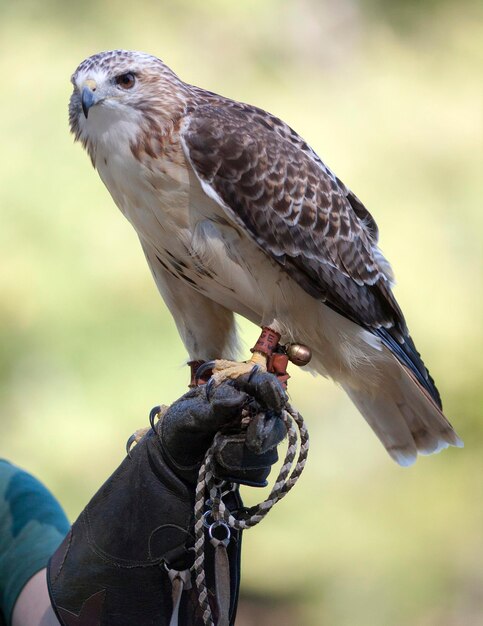 Close-up of eagle perching on hand