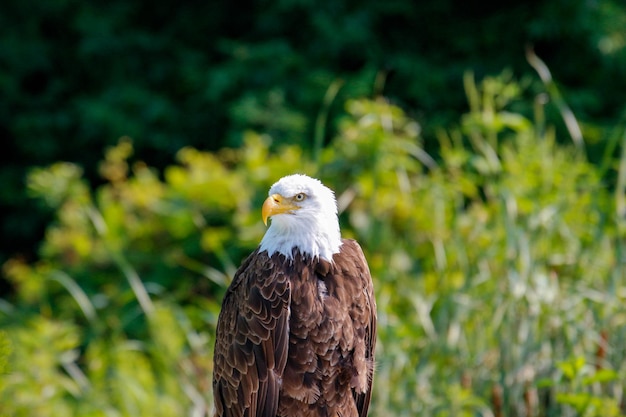 Photo close-up of eagle perching on plant