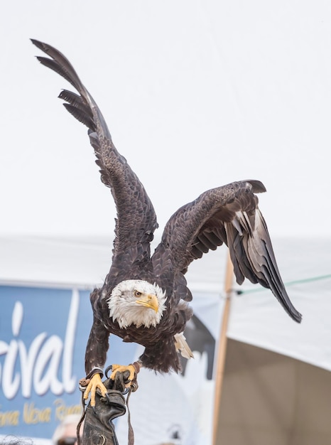 Photo close-up of eagle perching on pole against sky