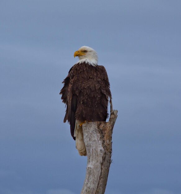 Photo close-up of eagle perching on rock against sky