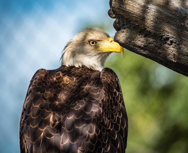 Photo close-up of eagle perching on rock against sky