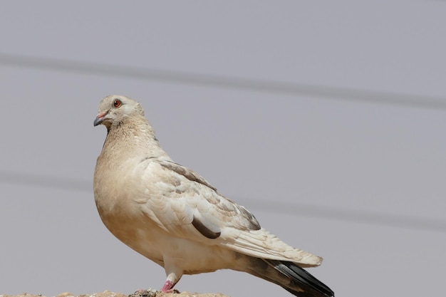 Foto close-up di un'aquila appollaiata sul muro