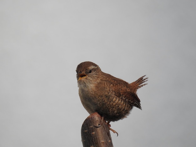 Foto close-up di un'aquila appollaiata al muro