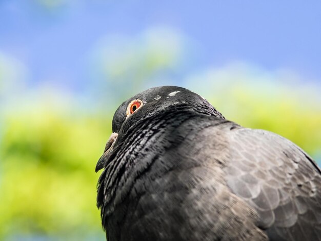 Close-up of eagle perching on wood