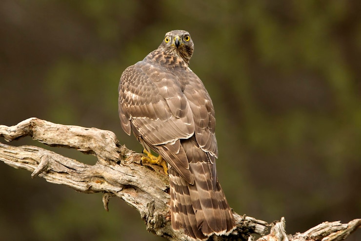Photo close-up of eagle perching on wood