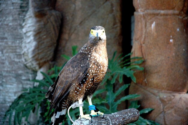 Photo close-up of eagle perching on wood