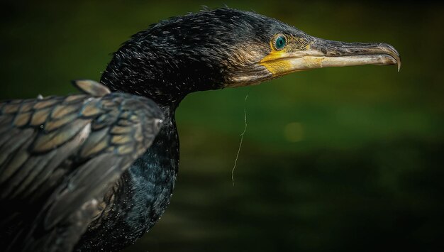 Photo close-up of eagle