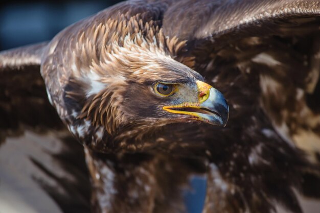 Photo close-up of eagle