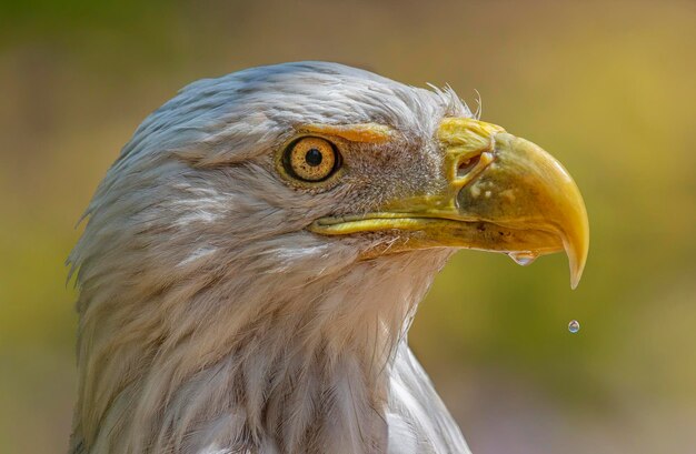 Photo close-up of eagle