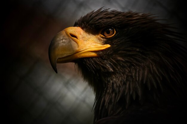 Photo close-up of eagle