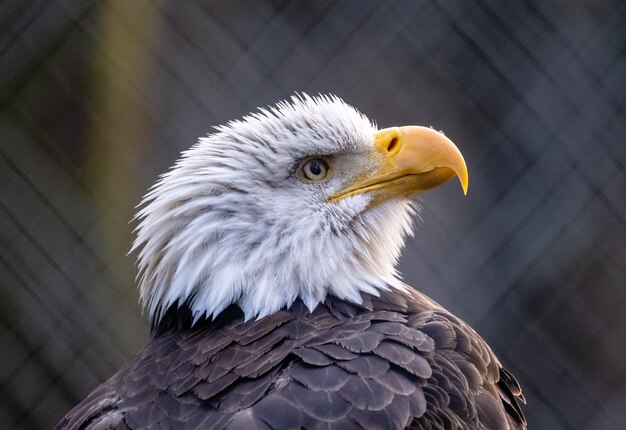 Photo close-up of eagle