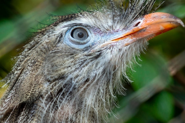 Photo close-up of eagle