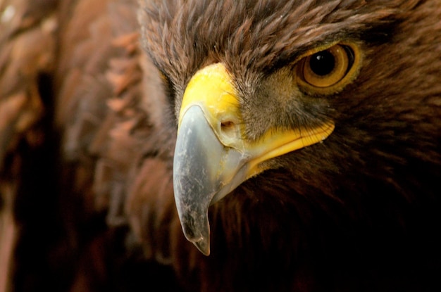 Close-up of eagle