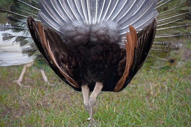 Photo close-up of eagle