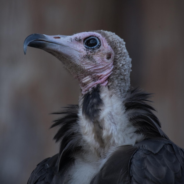 Photo close-up of eagle