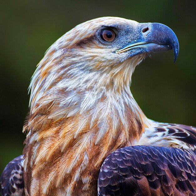 Photo close-up of eagle