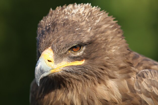 Close-up of eagle