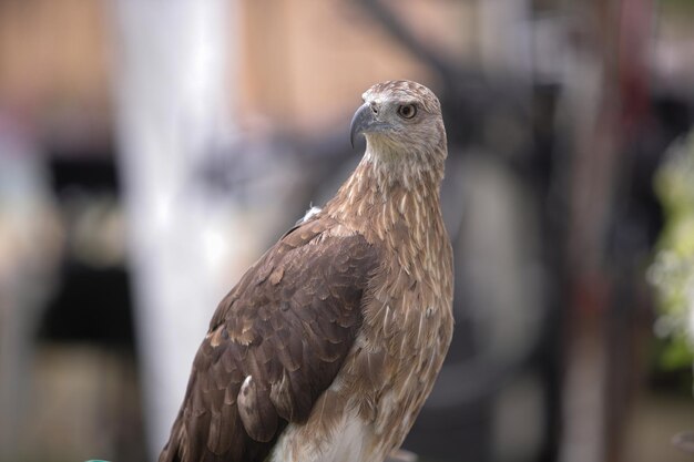 Photo close-up of eagle
