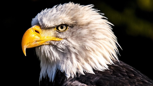 Photo close-up of eagle