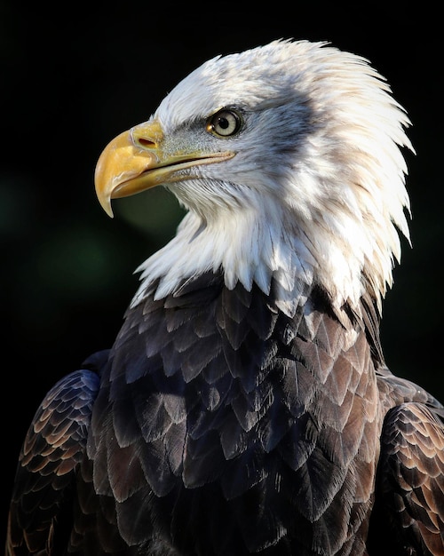 Photo close-up of eagle