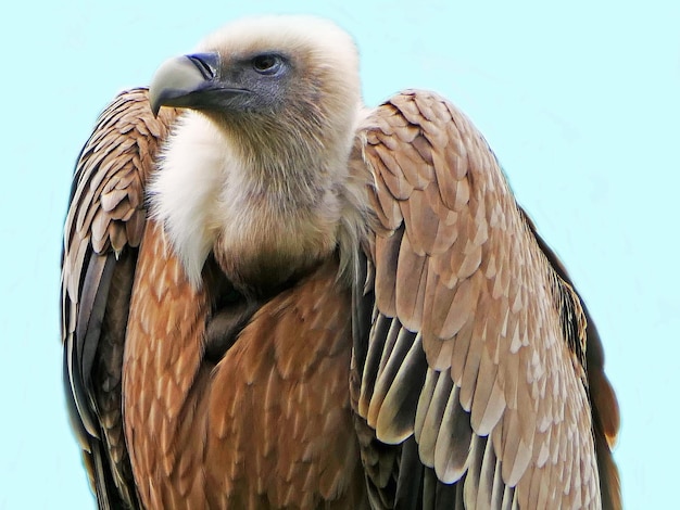 Photo close-up of eagle