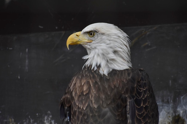 Photo close-up of eagle