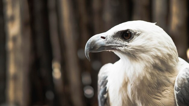 Photo close-up of eagle