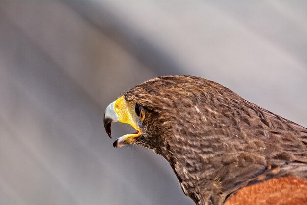 Photo close-up of eagle