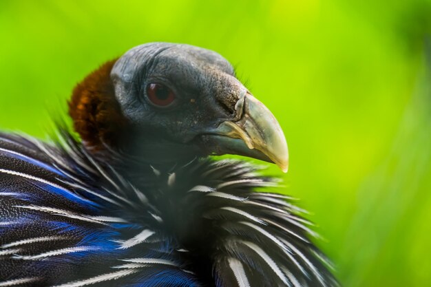 Photo close-up of eagle