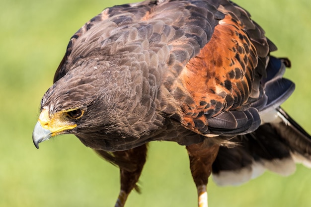 Photo close-up of eagle