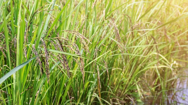 Close up of an ear rice berry plant in Thailand