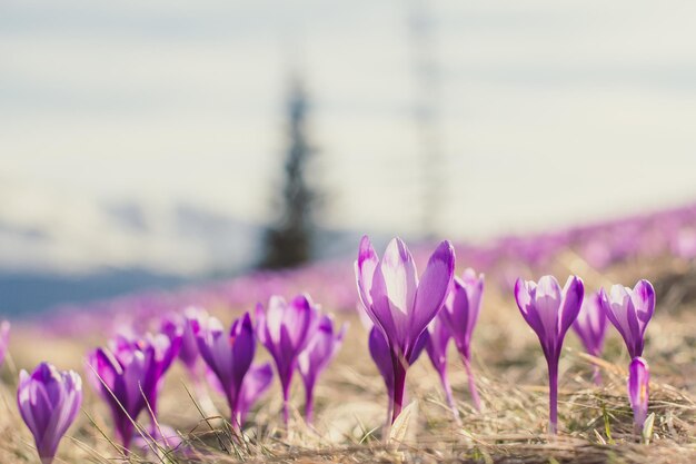 Photo close up early spring crocus flowers illuminated by sunlight concept photo