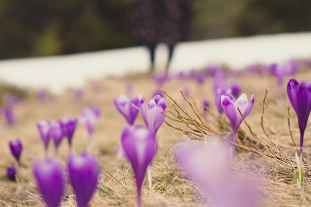 Close up early spring crocus flowers with glaciers behind concept photo