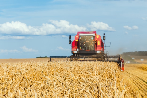 Close-up ears of wheat at field and harvesting machine on background