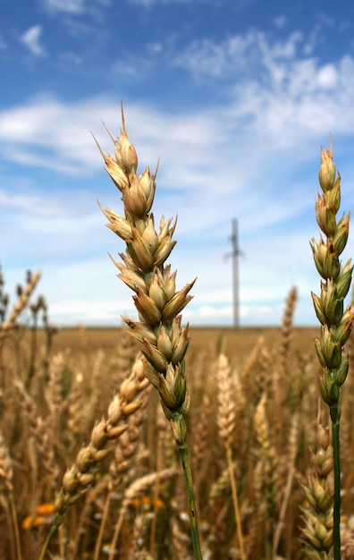 Close-up ears of wheat spelt