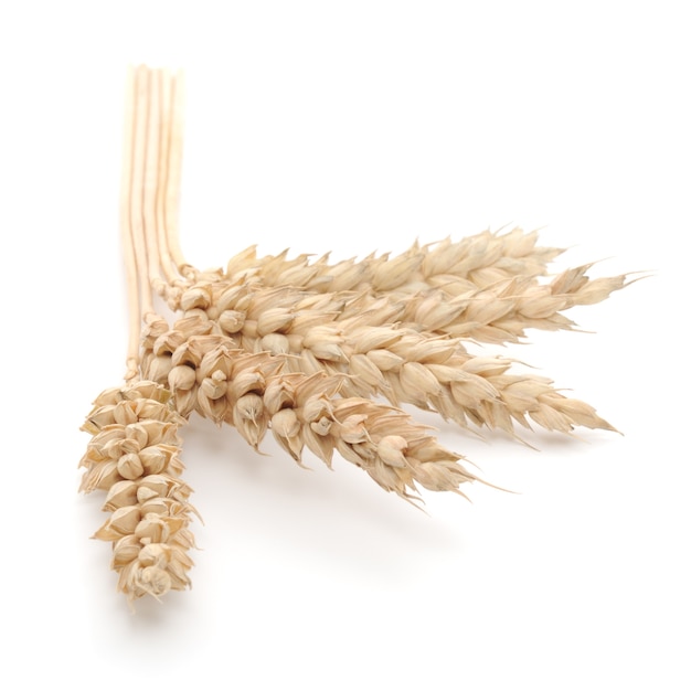 Close up ears of wheat in studio