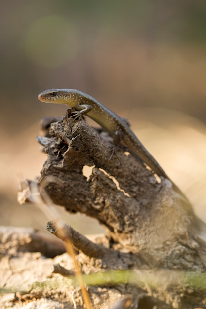 Close-up of East Indian brown mabuya