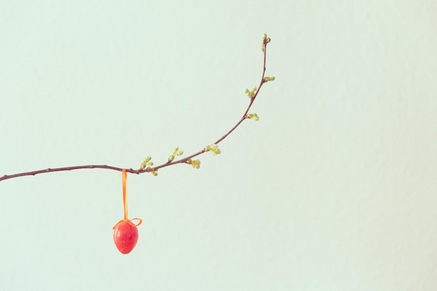 Photo close-up of easter egg hanging on plant against white background