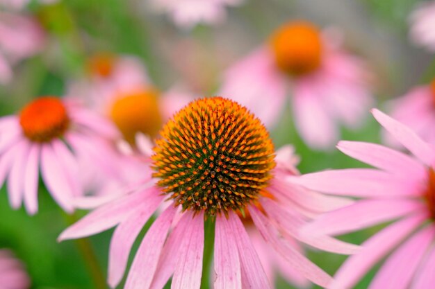 Close-up of eastern purple coneflowers blooming outdoors